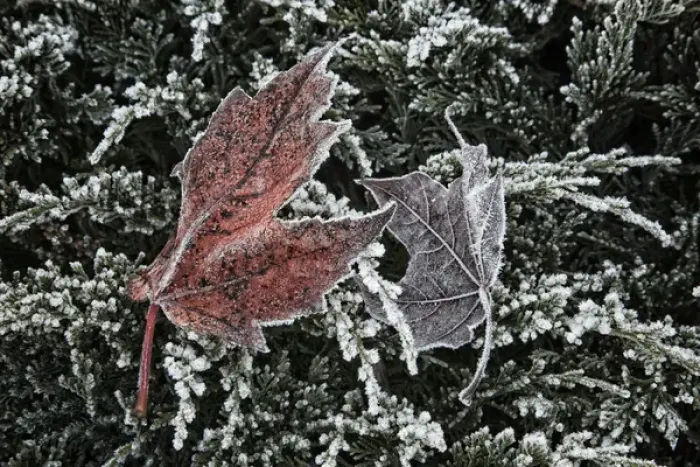 Framed Print : USA, Oregon, Keizer, Hoar frost on leaves