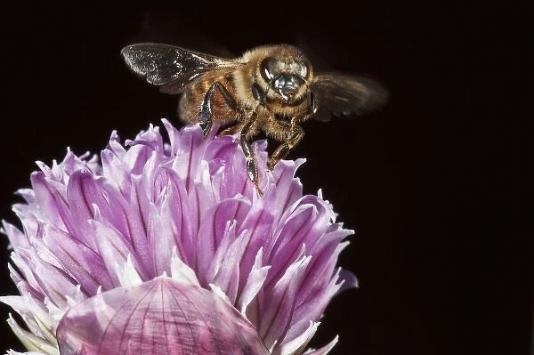 USA, Oregon, Keizer, Honey Bee(Apis mellifera) taking off from chives