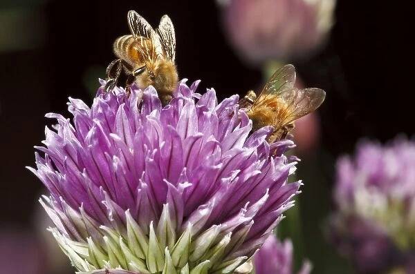 USA, Oregon, Keizer, Honey Bees (Apis mellifera) nectaring on chives