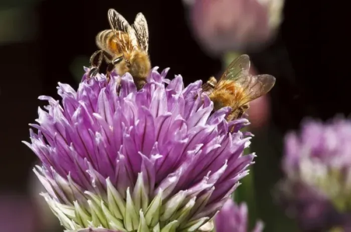 Framed Print : USA, Oregon, Keizer, Honey Bees (Apis mellifera) nectaring on chives