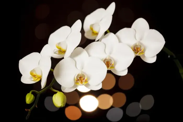 Framed Print : USA, Oregon, Keizer, hybrid orchid Framed Print : USA, Oregon, Keizer, hybrid orchid