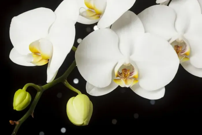 Framed Print : USA, Oregon, Keizer, hybrid orchid Framed Print : USA, Oregon, Keizer, hybrid orchid