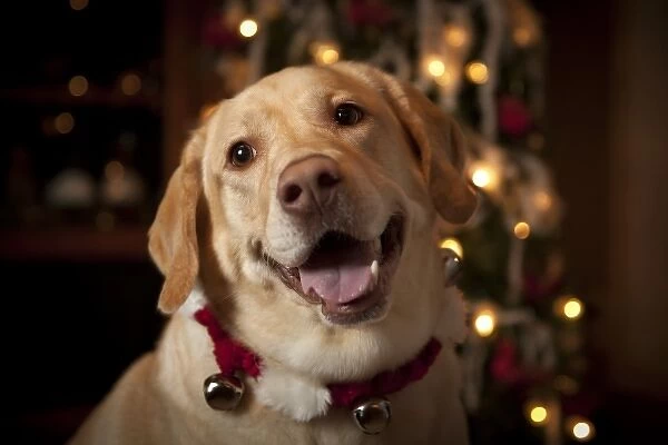 USA, Oregon, Keizer. Labrador Retriever in her Christmas gear (PR)