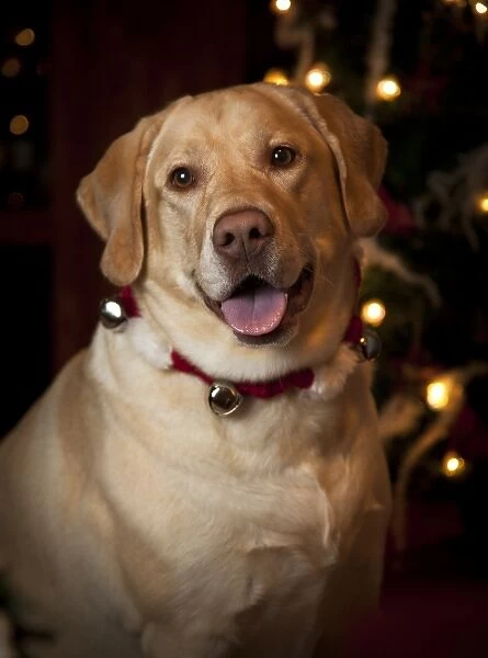 USA, Oregon, Keizer. Labrador Retriever in her Christmas gear (PR)