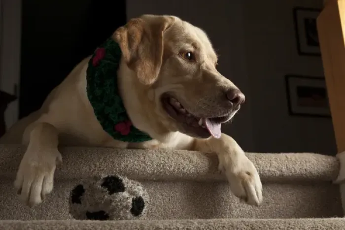 Framed Print : USA, Oregon, Keizer, Labrador Retriever in her Christmas gear (PR)