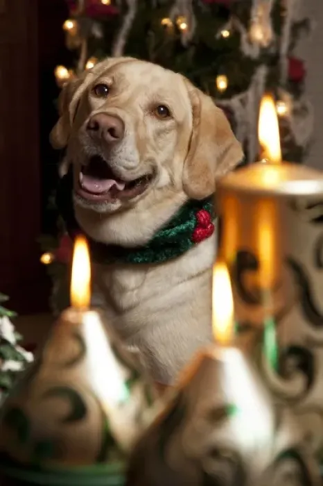 Framed Print : USA, Oregon, Keizer. Labrador Retriever in her Christmas gear (PR)
