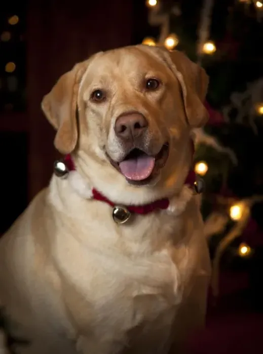 Framed Print : USA, Oregon, Keizer. Labrador Retriever in her Christmas gear (PR) Framed Print : USA, Oregon, Keizer. Labrador Retriever in her Christmas gear (PR)