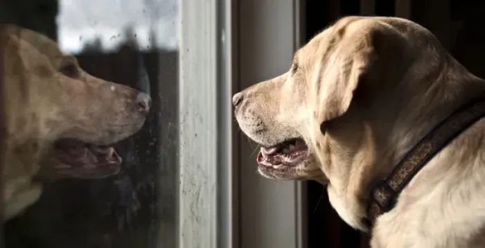 Framed Print : USA, Oregon, Keizer, Labrador Retriever looking out the window. PR Framed Print : USA, Oregon, Keizer, Labrador Retriever looking out the window. PR