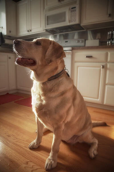 USA, Oregon, Keizer, Labrador Retriever waiting for a hard-boiled egg that had been promised to her