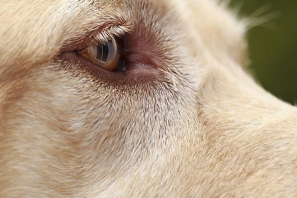USA, Oregon, Keizer, detail of Labrador Retrievers eye (PR)