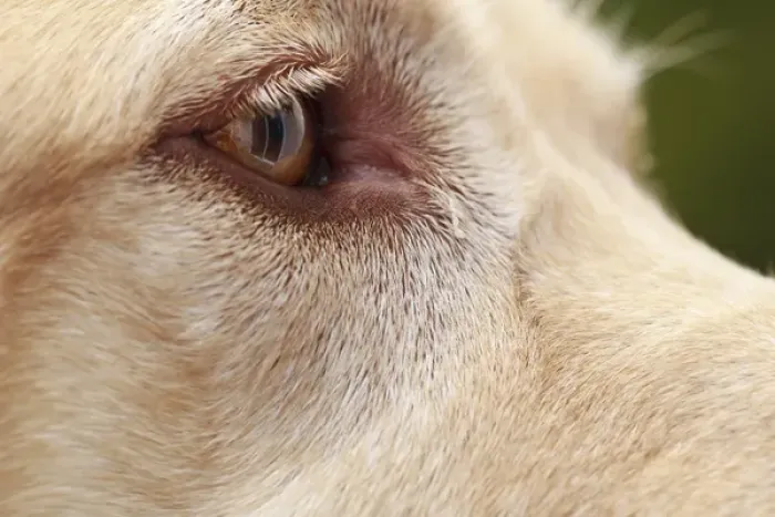 Framed Print : USA, Oregon, Keizer, detail of Labrador Retrievers eye (PR) Framed Print : USA, Oregon, Keizer, detail of Labrador Retrievers eye (PR)