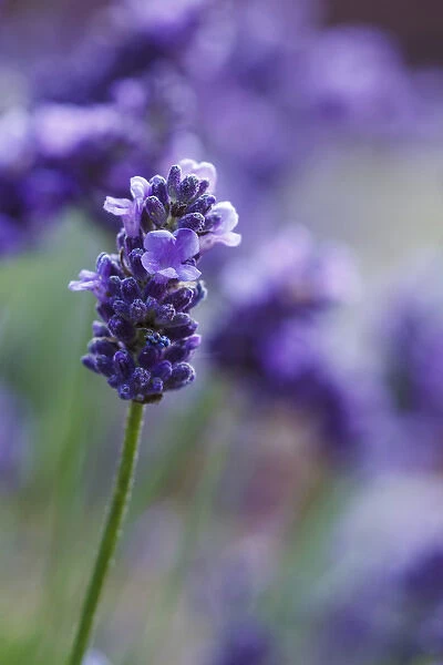 USA, Oregon, Keizer, lavender in the backyard