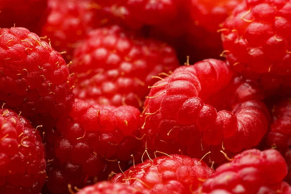 USA, Oregon, Keizer, locally grown raspberries