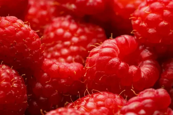 Framed Print : USA, Oregon, Keizer, locally grown raspberries Framed Print : USA, Oregon, Keizer, locally grown raspberries
