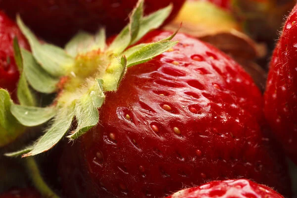 USA, Oregon, Keizer, locally grown strawberry