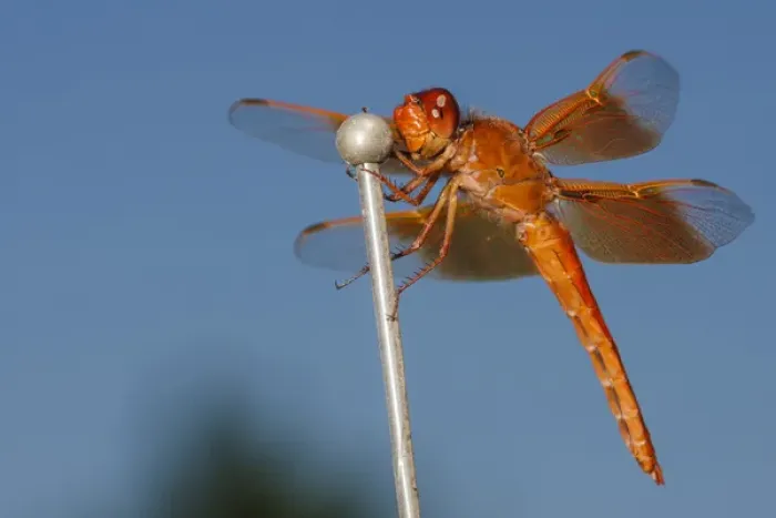 Framed Print : USA, Oregon, Keizer, male Flame Skimmer (Libellula saturata) hunting from car antenna Framed Print : USA, Oregon, Keizer, male Flame Skimmer (Libellula saturata) hunting from car antenna