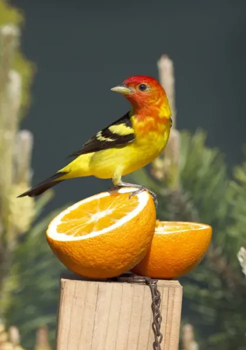 Framed Print : USA, Oregon, Keizer, male Western Tanager (Piranga ludoviciana), at feeding station