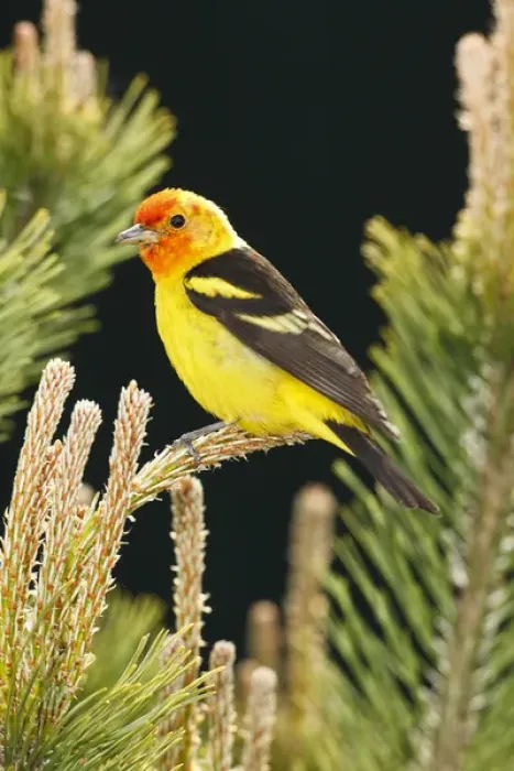 Framed Print : USA, Oregon, Keizer, male Western Tanager (Piranga ludoviciana) Framed Print : USA, Oregon, Keizer, male Western Tanager (Piranga ludoviciana)