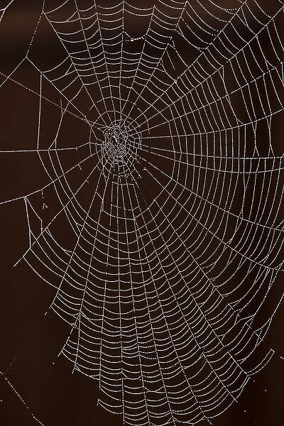 USA, Oregon, Keizer, orb web with dew