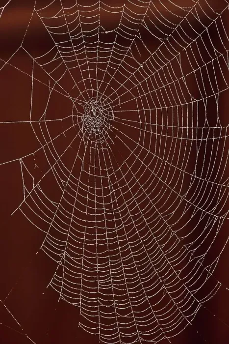 Framed Print : USA, Oregon, Keizer, orb web with dew