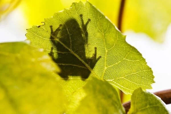 USA, Oregon, Keizer, Pacific Tree Frog (Pseudacris regilla) shadow on Pinot Gris leaf