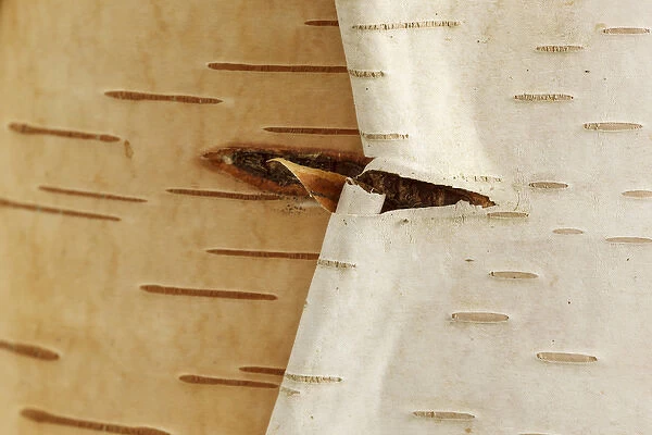 USA, Oregon, Keizer, peeling bark on a Paper Birch