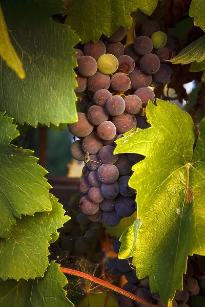 USA, Oregon, Keizer, Pinot Gris grapes