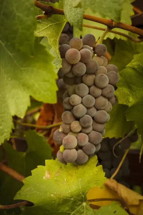 Framed Print : USA, Oregon, Keizer, Pinot Gris grapes Framed Print : USA, Oregon, Keizer, Pinot Gris grapes