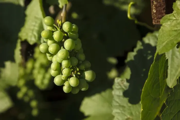 Framed Print : USA, Oregon, Keizer, Pinot Gris grapes