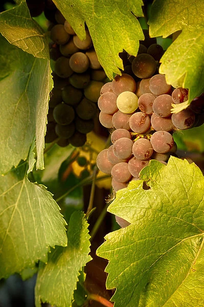 USA, Oregon, Keizer, Pinot Gris grapes. Digital Composite, HDR