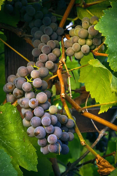 USA, Oregon, Keizer, Pinot Gris grapes