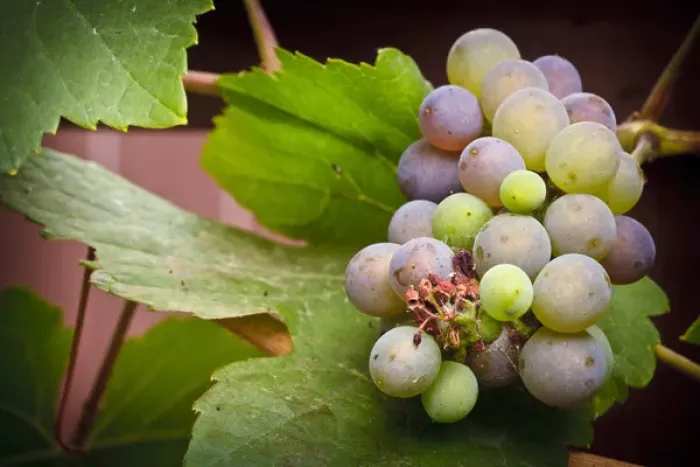Framed Print : USA, Oregon, Keizer, Pinot Gris grapes in the backyard