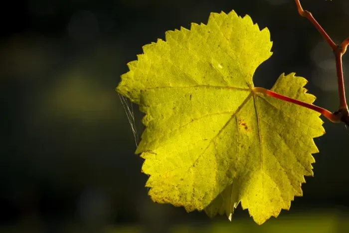 Framed Print : USA, Oregon, Keizer, Pinot Gris leaf Framed Print : USA, Oregon, Keizer, Pinot Gris leaf