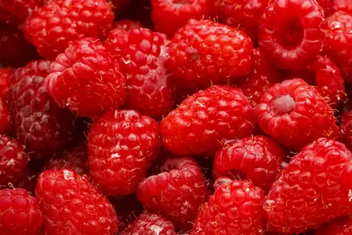 Framed Print : USA, Oregon, Keizer, Red Raspberries immediately after rinsing Framed Print : USA, Oregon, Keizer, Red Raspberries immediately after rinsing
