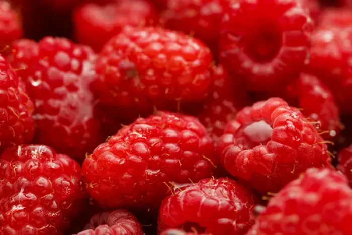 Framed Print : USA, Oregon, Keizer, Red Raspberries immediately after rinsing Framed Print : USA, Oregon, Keizer, Red Raspberries immediately after rinsing
