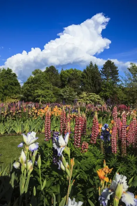 Framed Print : USA, Oregon, Keizer, Schreiners Iris Farm, storm building at the display garden