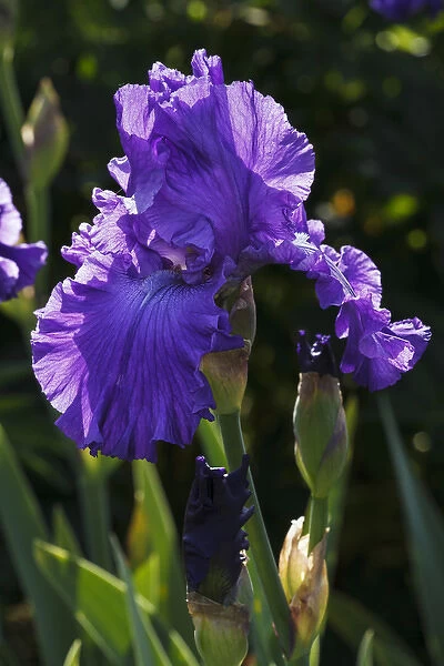 USA, Oregon, Keizer, Schreiners Iris Garden, cultivated iris