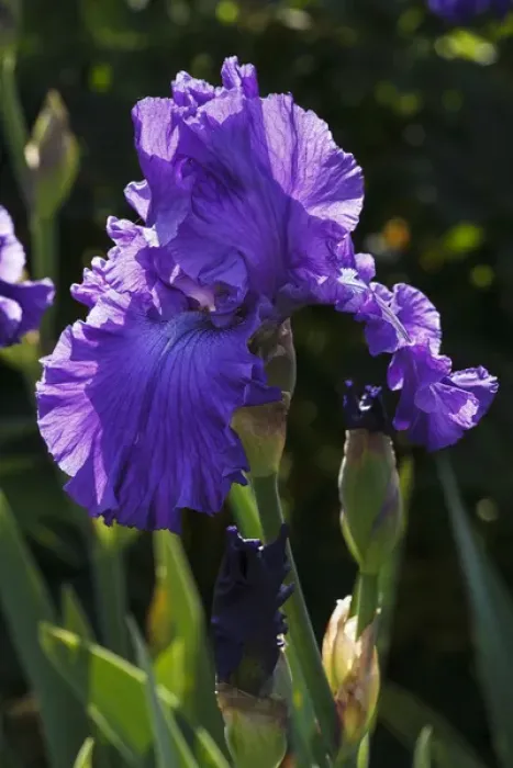 Framed Print : USA, Oregon, Keizer, Schreiners Iris Garden, cultivated iris Framed Print : USA, Oregon, Keizer, Schreiners Iris Garden, cultivated iris