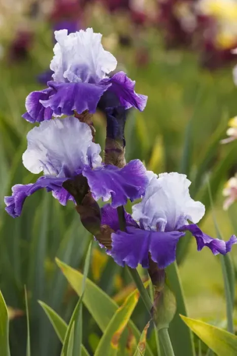 Framed Print : USA, Oregon, Keizer, Schreiners Iris Garden, cultivated iris Framed Print : USA, Oregon, Keizer, Schreiners Iris Garden, cultivated iris