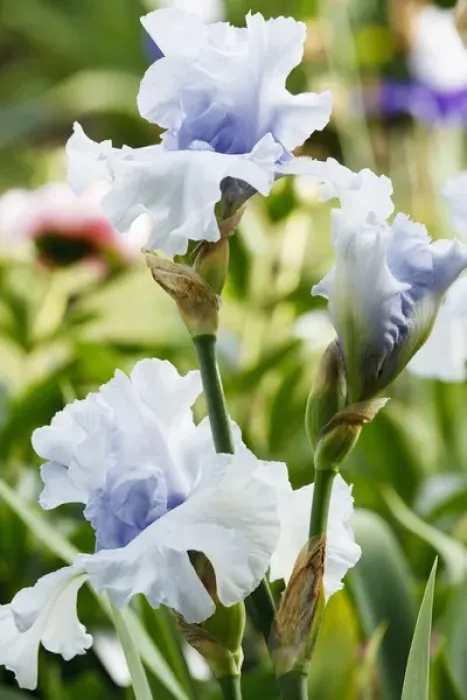 Framed Print : USA, Oregon, Keizer, Schreiners Iris Garden, cultivated iris Framed Print : USA, Oregon, Keizer, Schreiners Iris Garden, cultivated iris