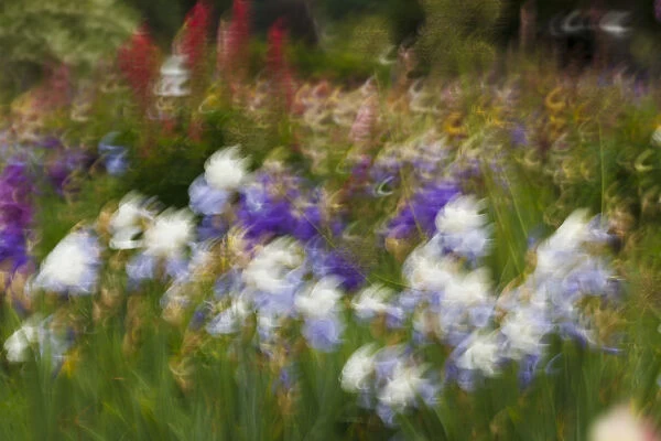 USA, Oregon, Keizer Schreiners Iris Garden, abstract of iris and garden