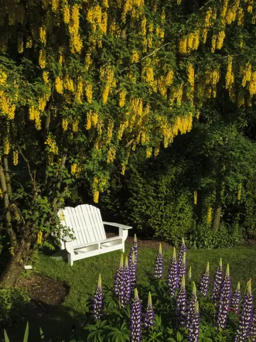 Framed Print : USA, Oregon, Keizer, Schreiners Iris Gardens, bench in the garden