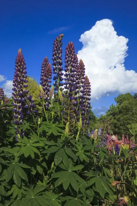 Framed Print : USA, Oregon, Keizer, Schreiners Iris Gardens, lupine and developing storm cloud