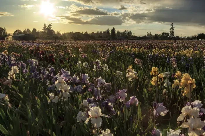 Framed Print : USA, Oregon, Keizer, Schreiners Iris Gardens, Iris Production Field in storm Framed Print : USA, Oregon, Keizer, Schreiners Iris Gardens, Iris Production Field in storm