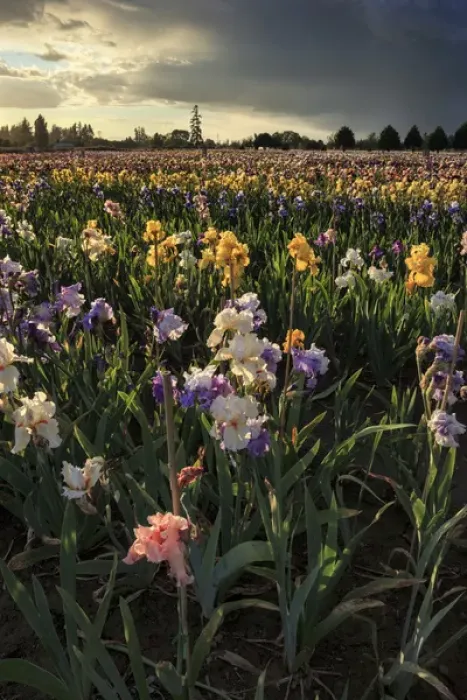 Framed Print : USA, Oregon, Keizer, Schreiners Iris Gardens, Iris Production Field in storm Framed Print : USA, Oregon, Keizer, Schreiners Iris Gardens, Iris Production Field in storm