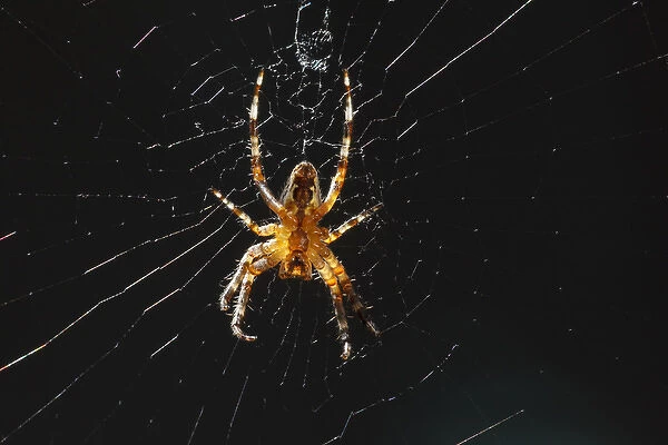 USA, Oregon, Keizer, Spider on its web, (Araneus sp. )