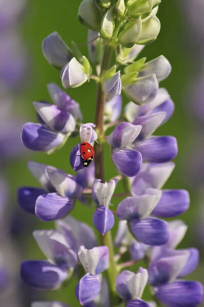 USA, Oregon. Ladybug on lupine flower. Credit as: Steve Terrill  /  Jaynes Gallery  /  DanitaDelimont