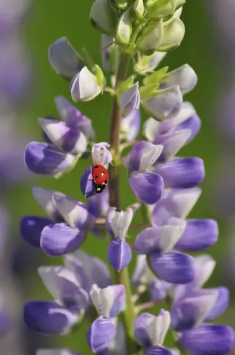 Framed Print : USA, Oregon. Ladybug on lupine flower. Credit as: Steve Terrill / Jaynes Gallery / DanitaDelimont Framed Print : USA, Oregon. Ladybug on lupine flower. Credit as: Steve Terrill / Jaynes Gallery / DanitaDelimont