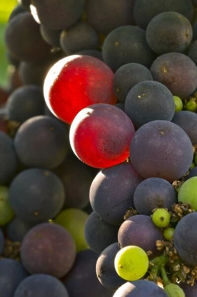 USA, Oregon, Lafayette. Pinot Noir in Bayless Vineyard