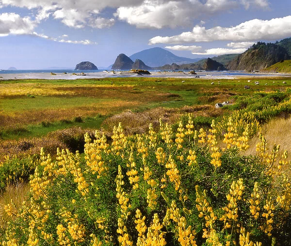 USA, Oregon. Landscape of yellow lupine and ocean beach